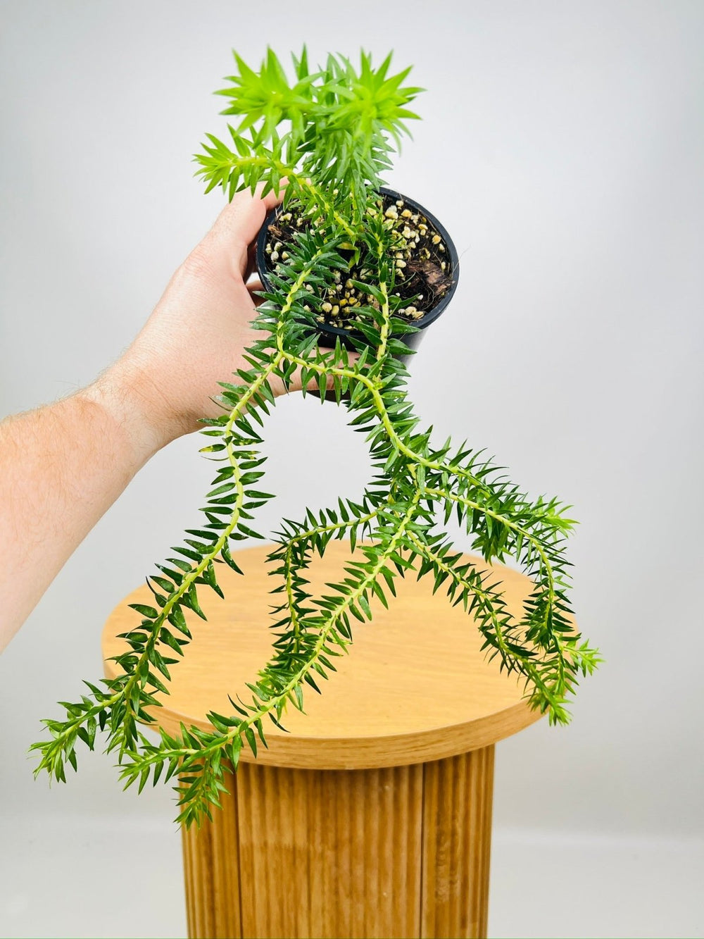 Huperzia Phlegmaria Phillipine Coarse Tassel Fern | Uprooted