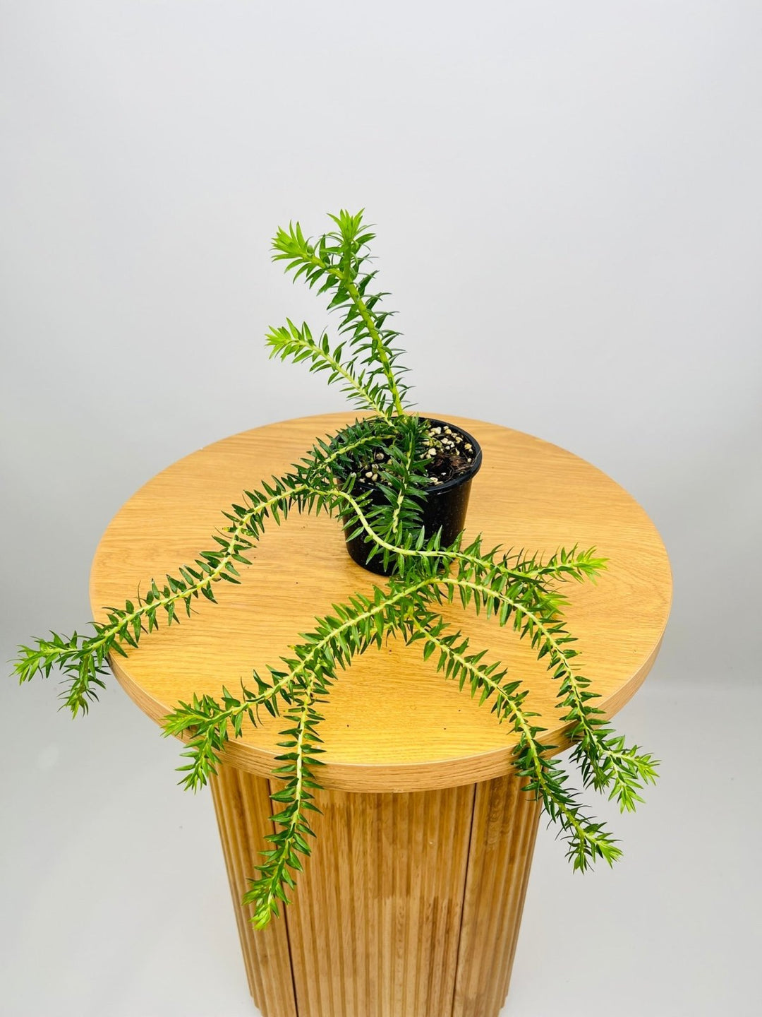 Huperzia Phlegmaria Phillipine Coarse Tassel Fern | Uprooted