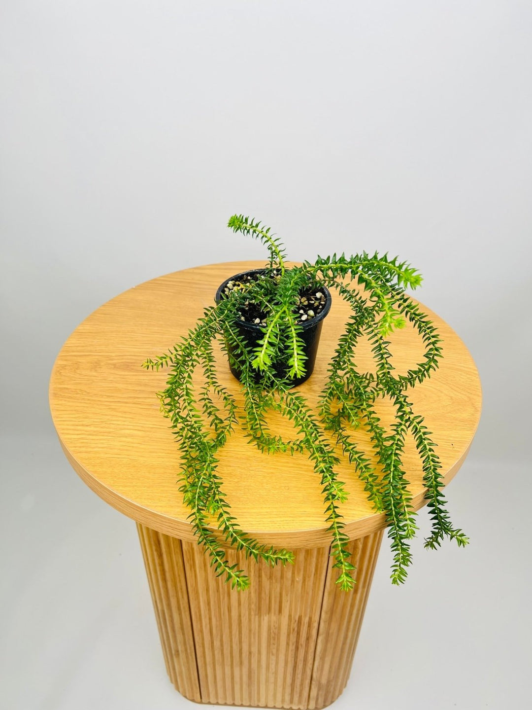 Huperzia Phlegmaria QLD Black Stem Fine Tassel Fern | Uprooted