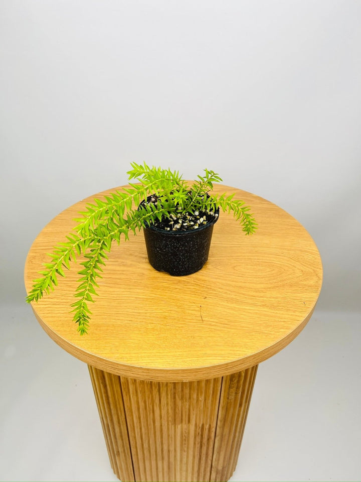 Huperzia Phlegmaria QLD Coarse - Gold Form Tassel Fern | Uprooted