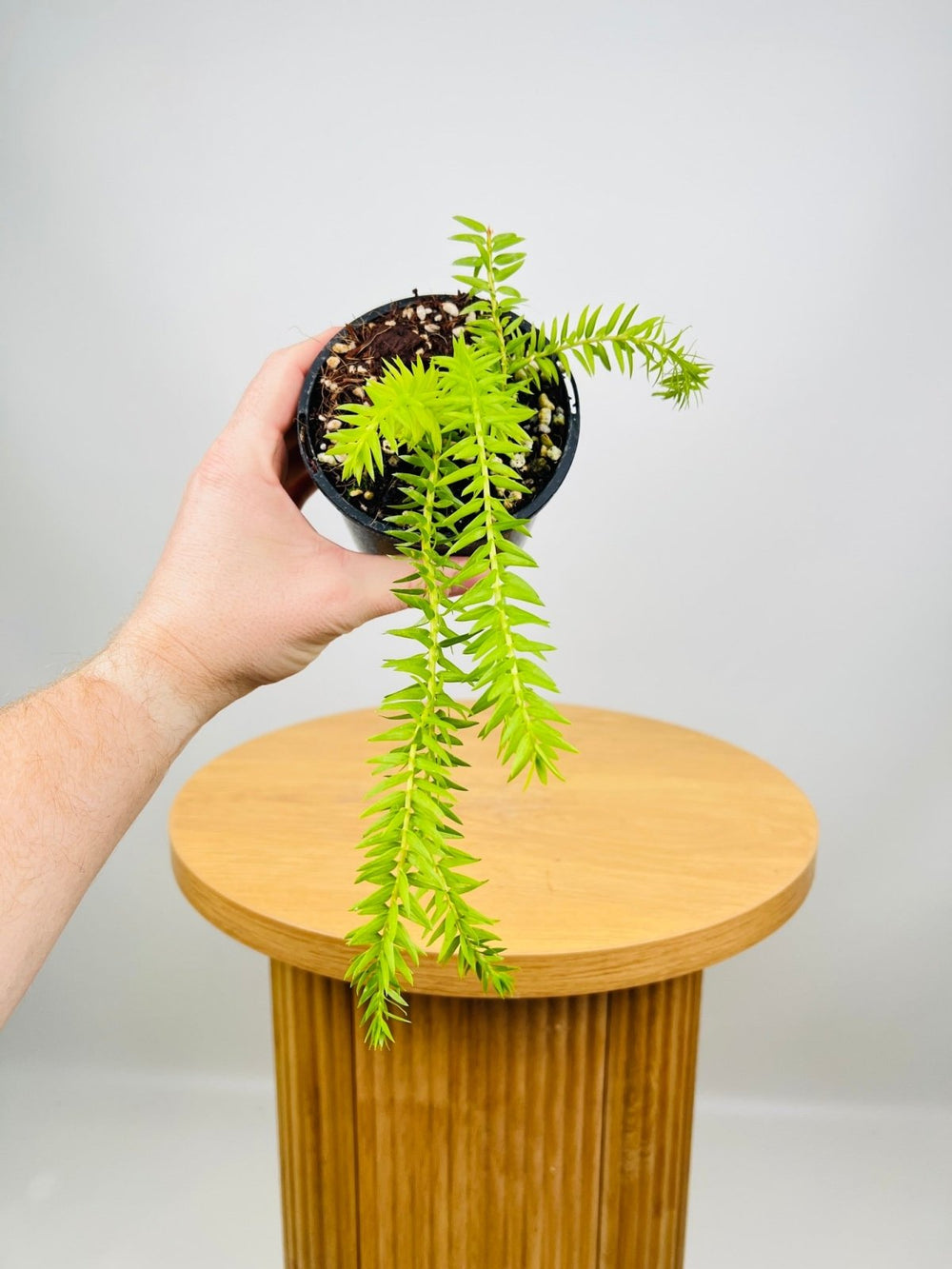 Huperzia Phlegmaria QLD Coarse - Gold Form Tassel Fern | Uprooted