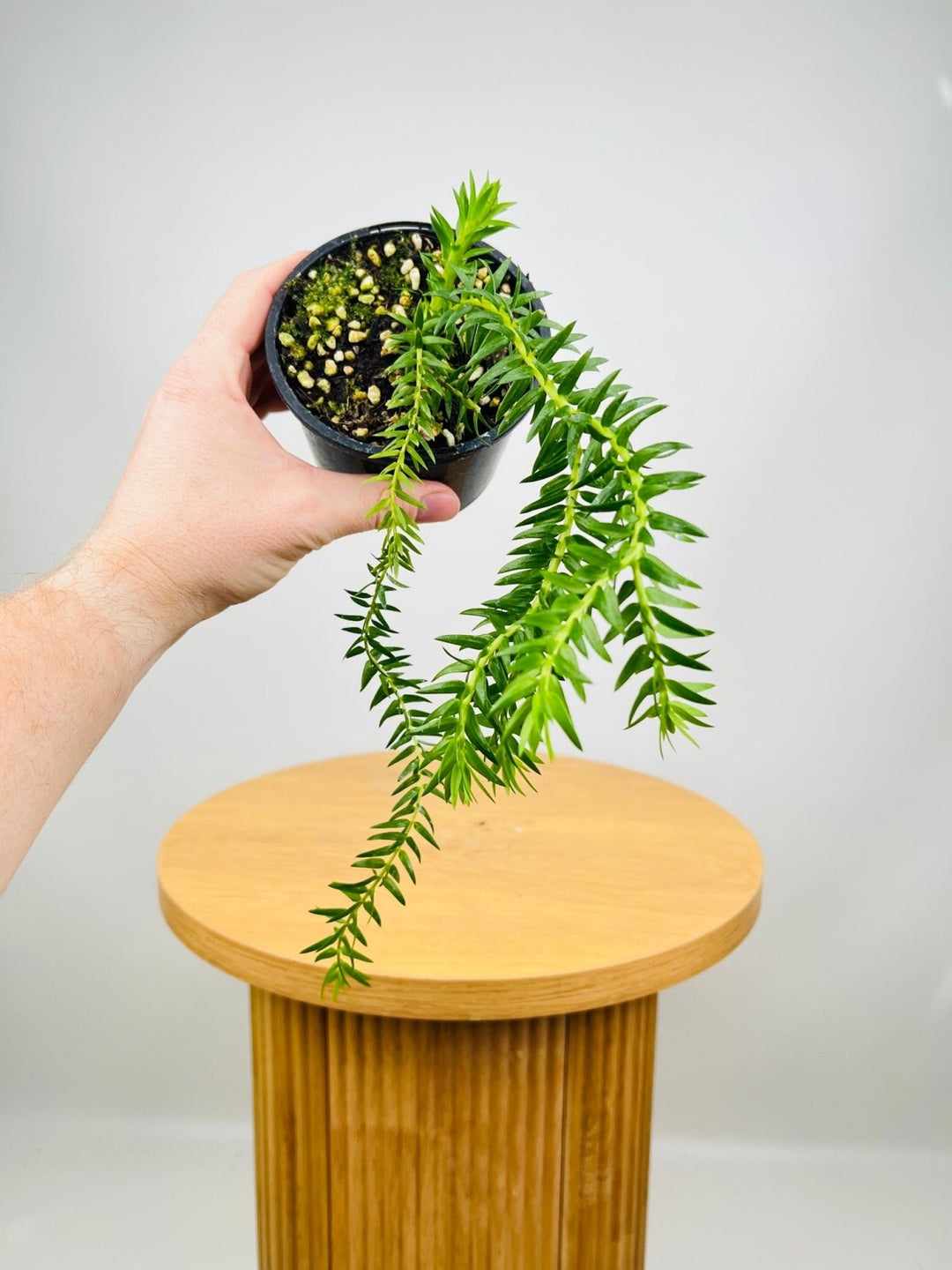 Huperzia Phlegmaria QLD Coarse Tassel Fern | Uprooted