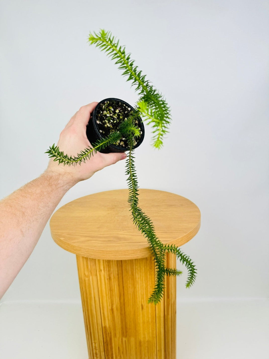 Huperzia Phlegmaria - QLD Gold Tip Tassel Fern | Uprooted