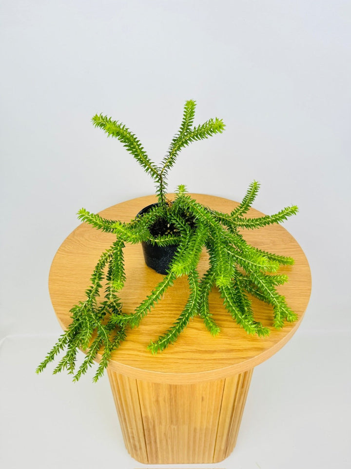 Huperzia Phlegmaria - Short Stem QLD Black Stem Tassel Fern | Uprooted