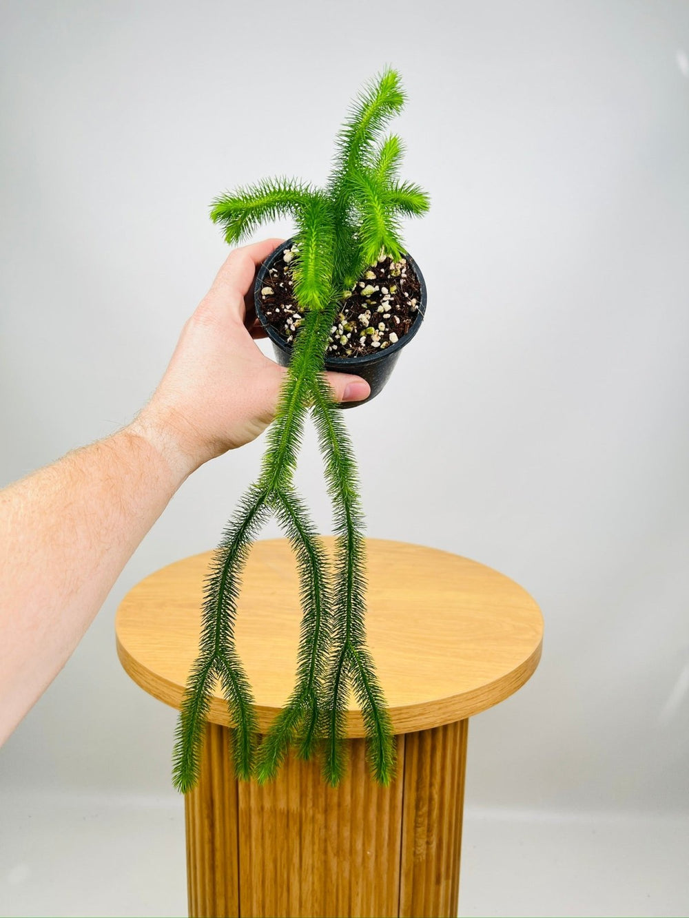 Huperzia Squarrosum Borneo Soft Water Tassel Fern | Uprooted