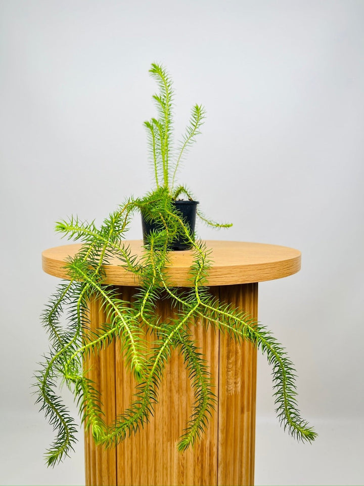 Huperzia Squarrosum Coarse Water Tassel Fern | Uprooted