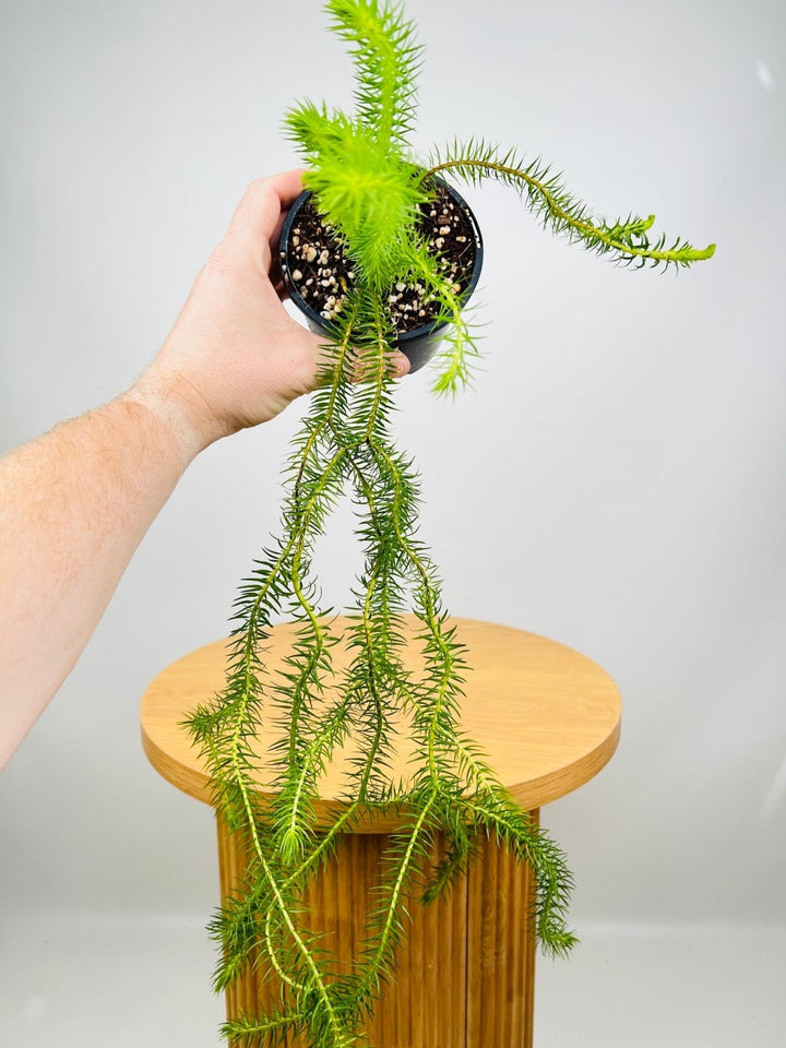 Huperzia Squarrosum Coarse Water Tassel Fern | Uprooted