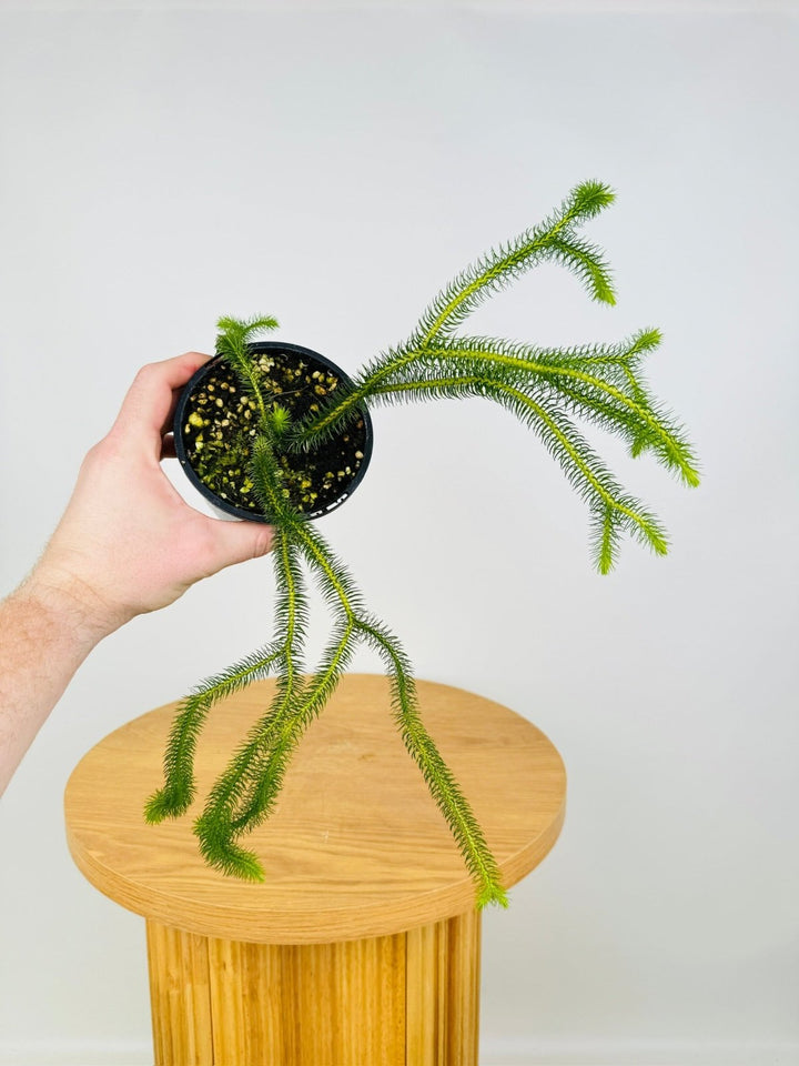 Huperzia Squarrosum - Miniature QLD Rock/Water Tassel Fern | Uprooted