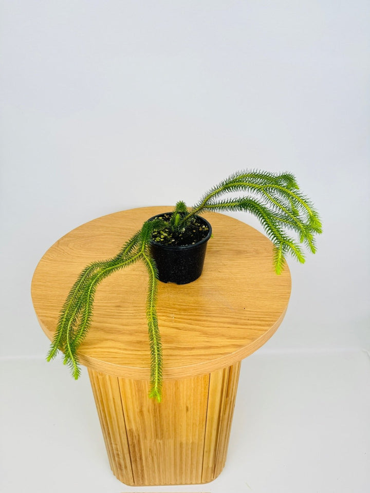 Huperzia Squarrosum - Miniature QLD Rock/Water Tassel Fern | Uprooted