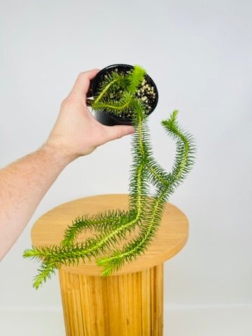 Huperzia Squarrosum - New Guinea Water Tassel Fern | Uprooted