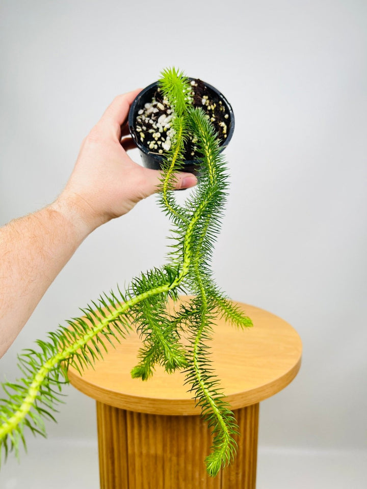 Huperzia Squarrosum New Guinea Water Tassel Fern | Uprooted