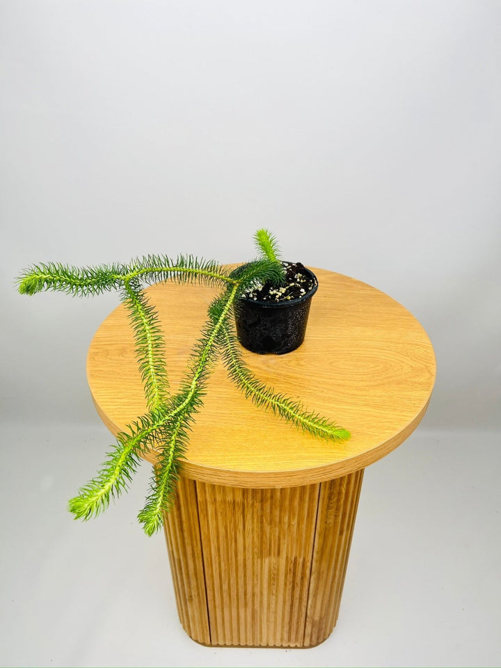 Huperzia Squarrosum New Guinea Water Tassel Fern | Uprooted