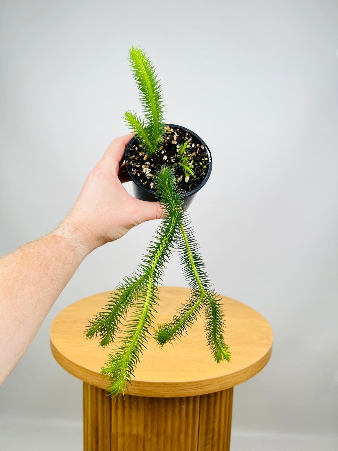 Huperzia Squarrosum QLD Rock [Water Tassel] Tassel Fern | Uprooted