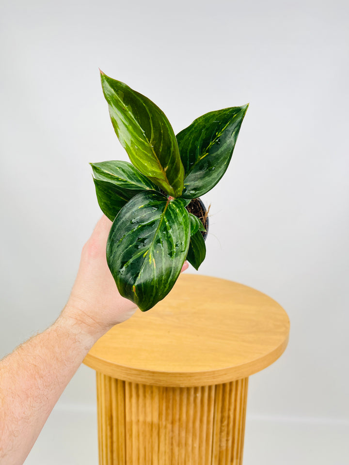 Aglaonema Commutatum - Ammaj Jareon