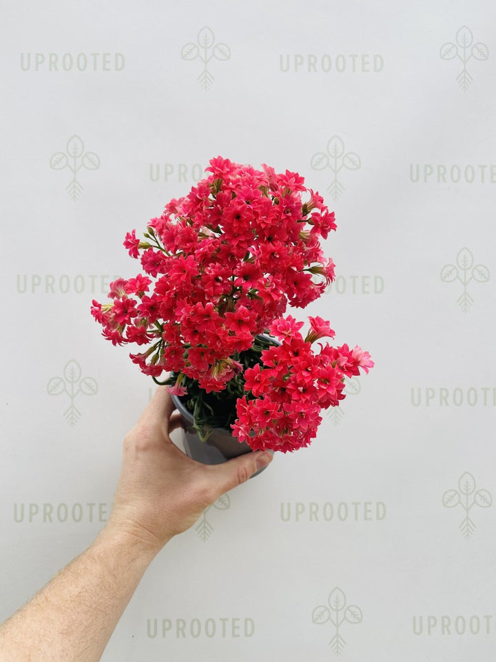 Kalanchoe Tarantula | Uprooted