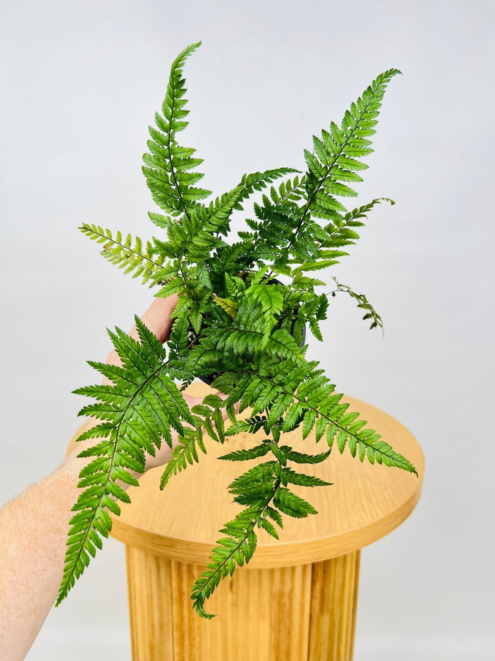 Korean Rock Fern | Uprooted