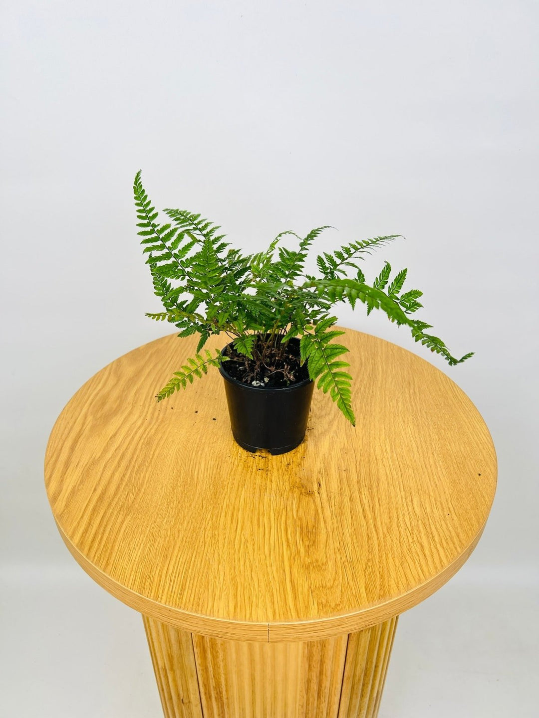 Korean Rock Fern | Uprooted