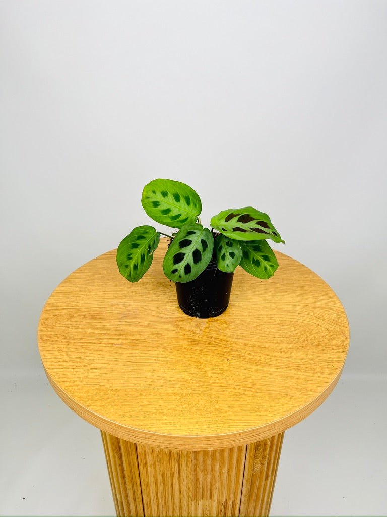 Maranta Leuconeura Green | Uprooted