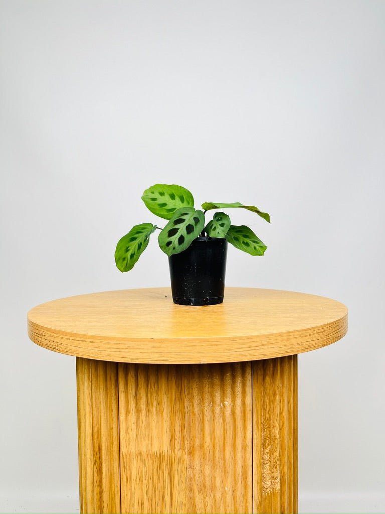 Maranta Leuconeura Green | Uprooted