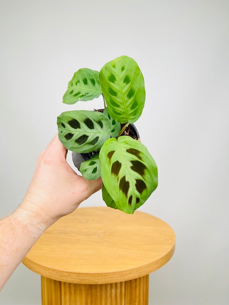 Maranta Leuconeura Green | Uprooted