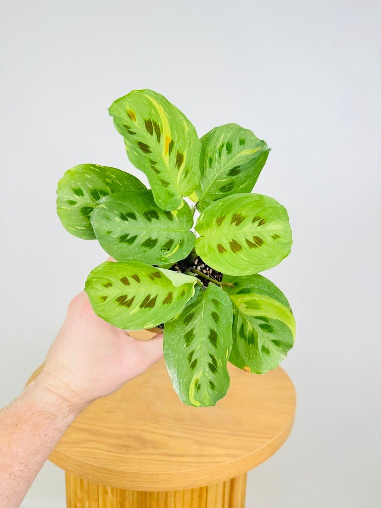 Maranta Leuconeura Kerchoveana Variegated | Uprooted