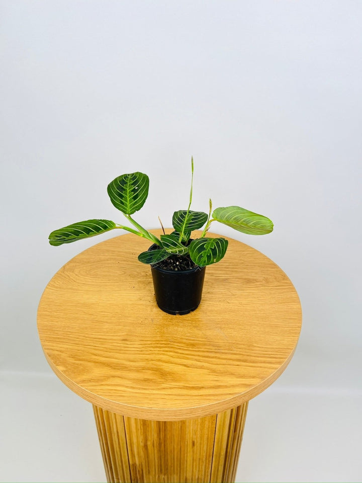 Maranta Leuconeura Lemon Lime | Uprooted