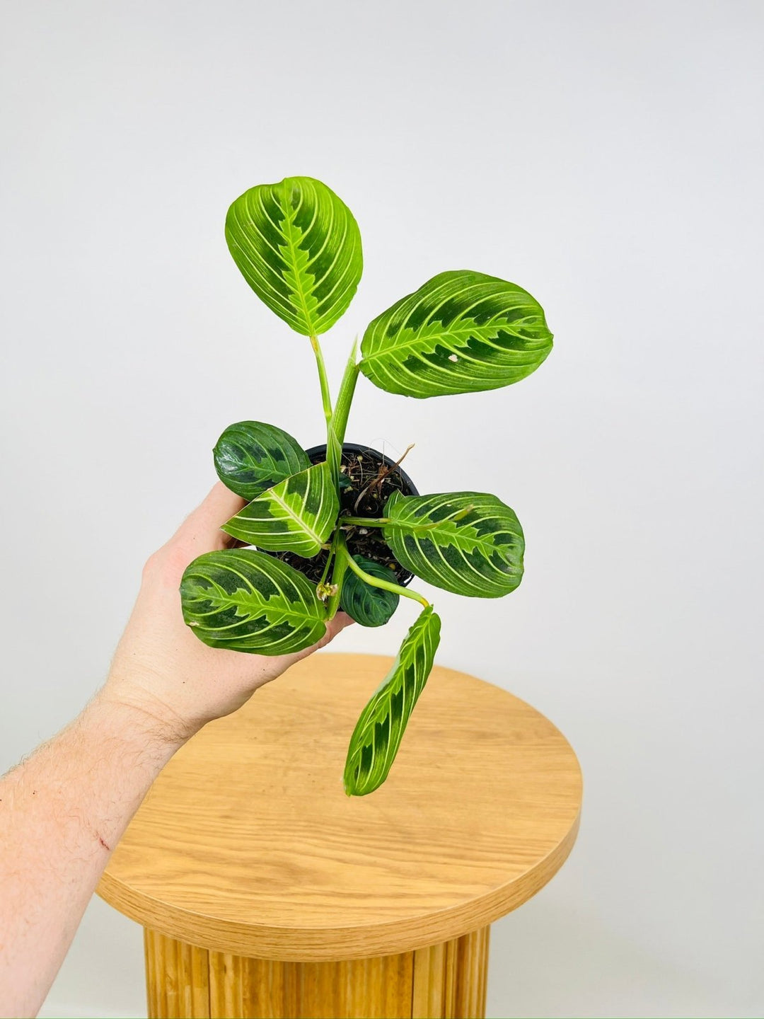 Maranta Leuconeura Lemon Lime | Uprooted