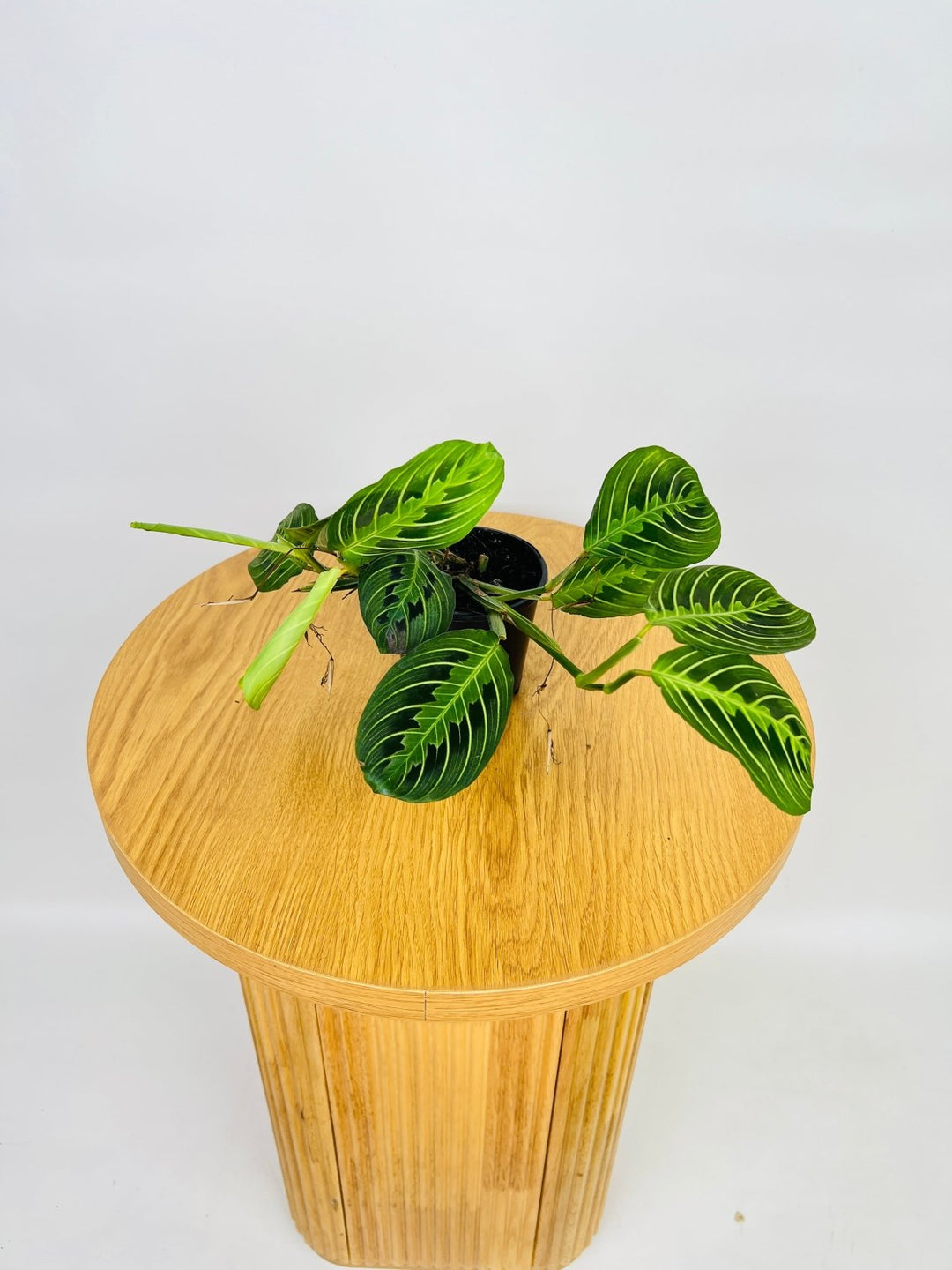 Maranta Leuconeura Lemon Lime | Uprooted