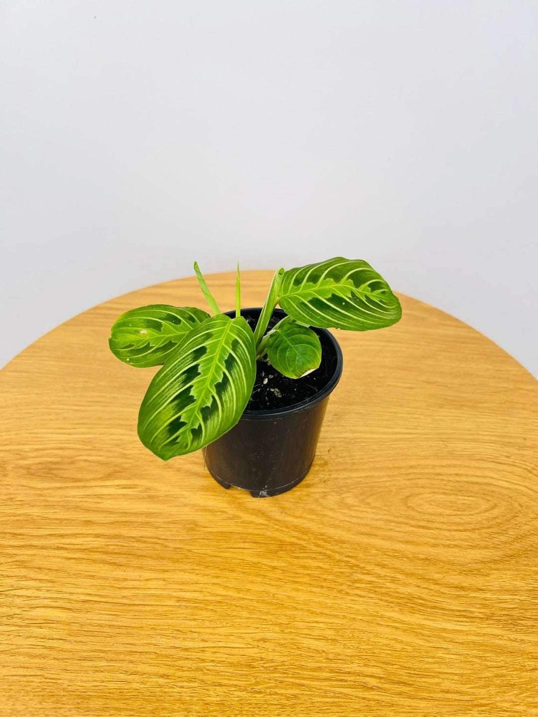 Maranta Leuconeura Lemon Lime | Uprooted