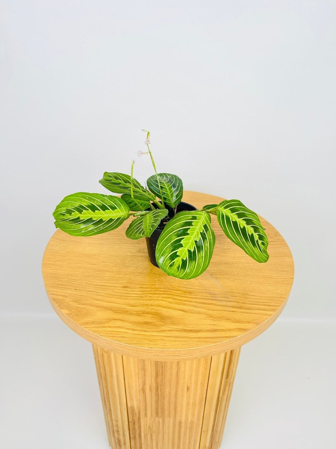 Maranta Leuconeura Lemon Lime | Uprooted