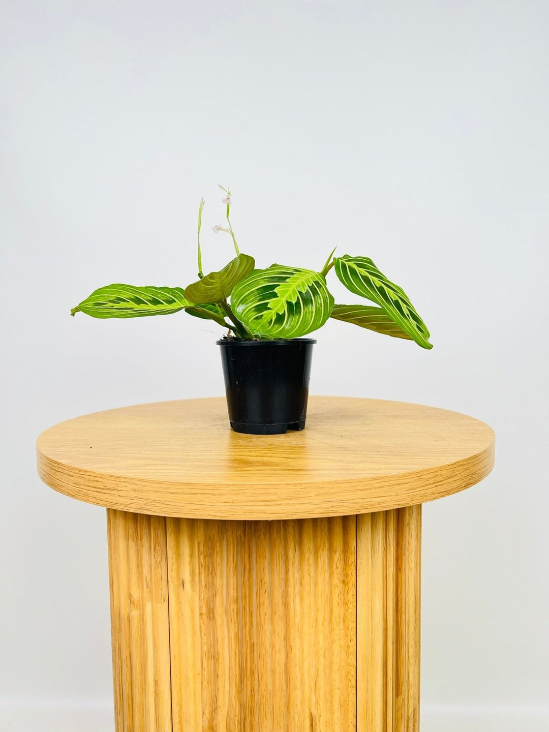 Maranta Leuconeura Lemon Lime | Uprooted