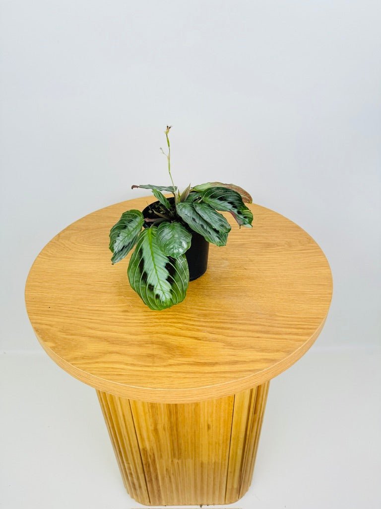 Maranta Leuconeura Massangeana - The real one | Uprooted