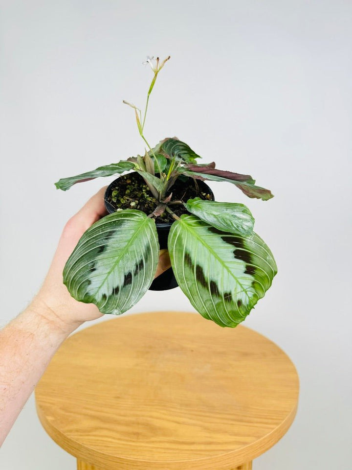 Maranta Leuconeura Massangeana - The real one | Uprooted