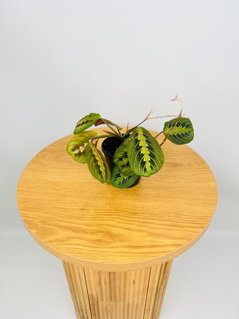 Maranta Leuconeura Red Vein | Uprooted