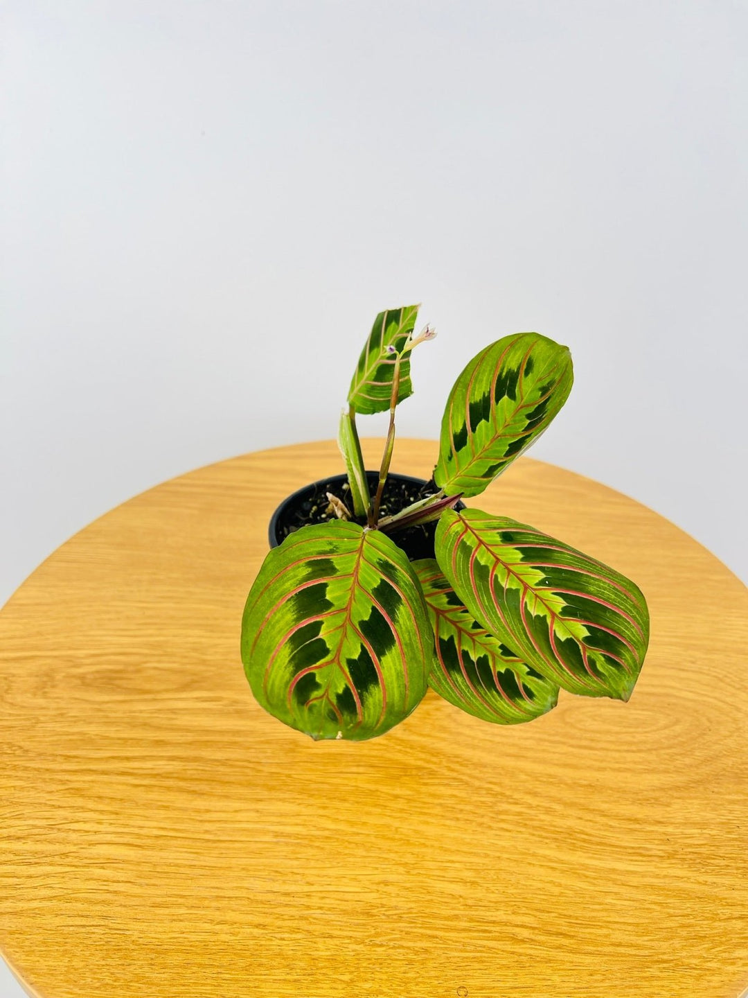 Maranta Leuconeura Red Vein | Uprooted