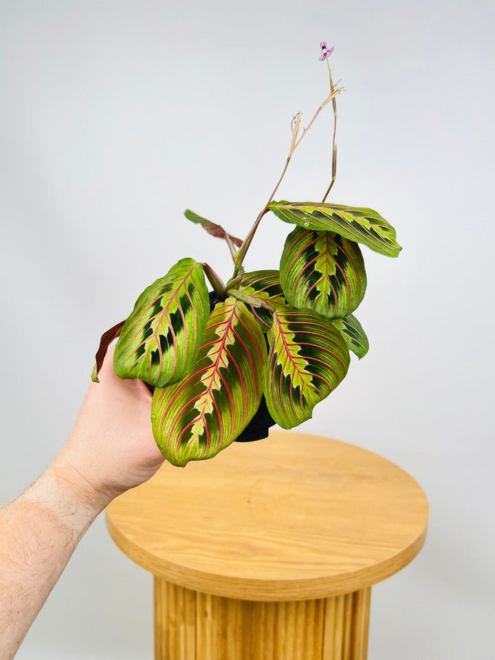 Maranta Leuconeura Red Vein | Uprooted