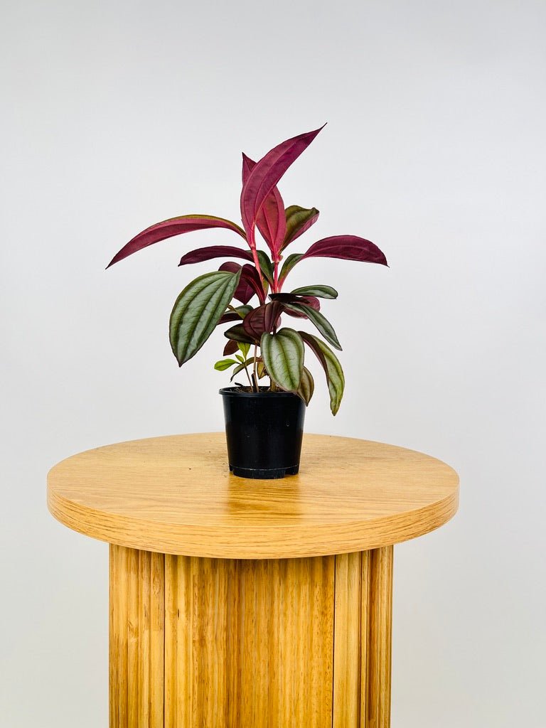 Medinilla Coccinea | Uprooted | Buy Plants Online Australia