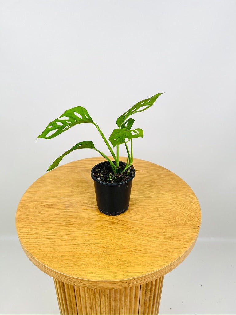 Monstera Adansonii | Uprooted