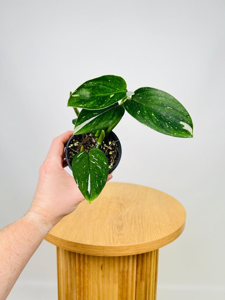 Monstera Standleyana Variegated | Uprooted