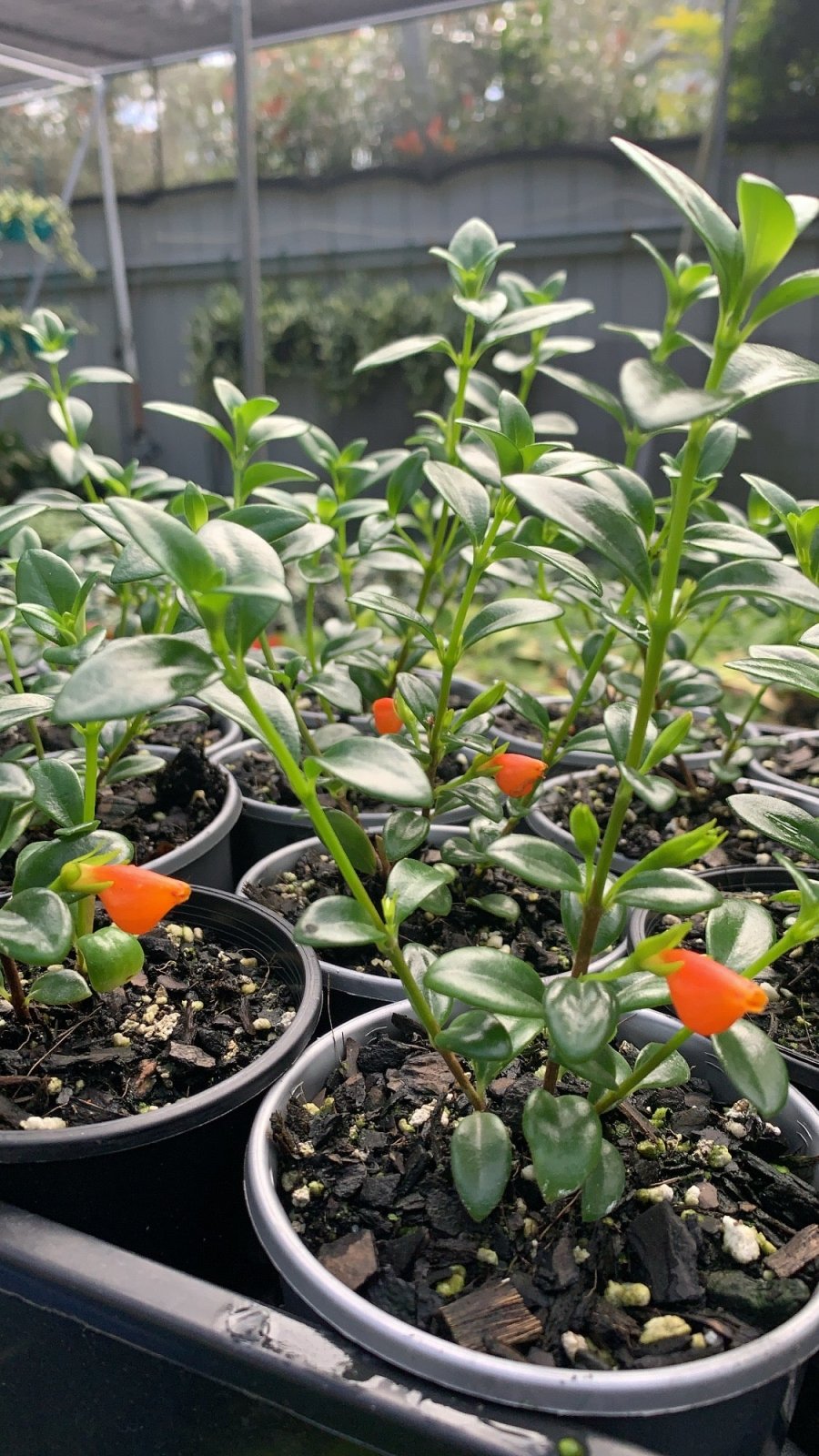 Nematanthus Gregarius - Goldfish Plant | Uprooted