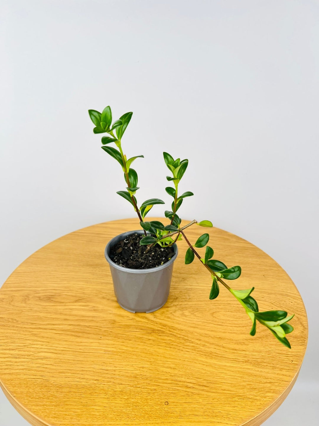 Nematanthus Gregarius - Goldfish Plant | Uprooted