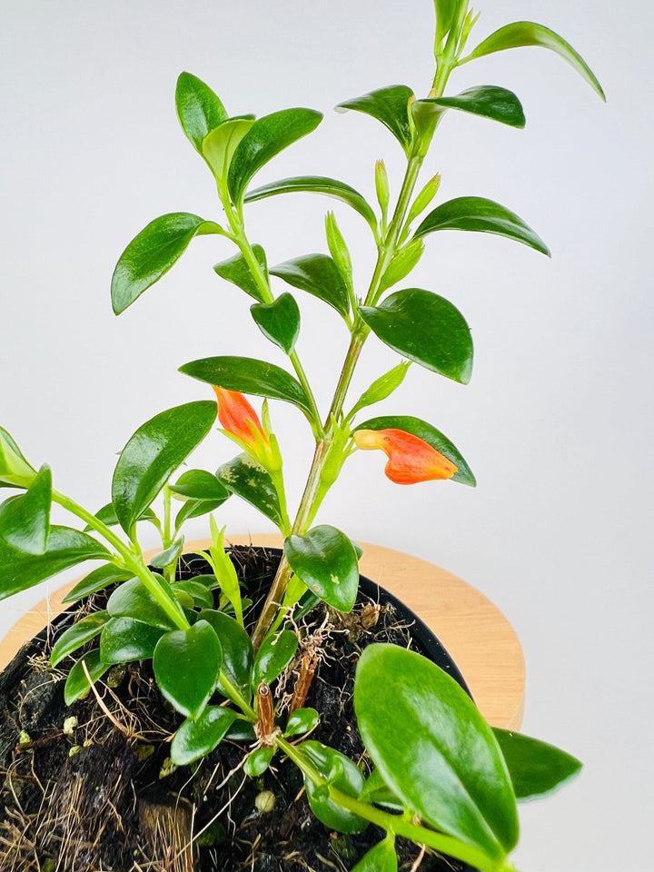 Nematanthus Gregarius - Goldfish Plant | Uprooted