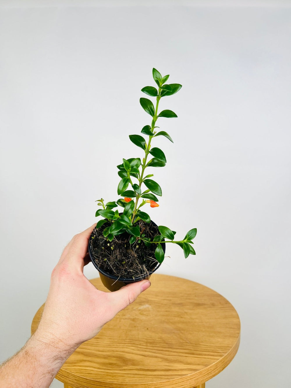 Nematanthus Gregarius - Goldfish Plant | Uprooted