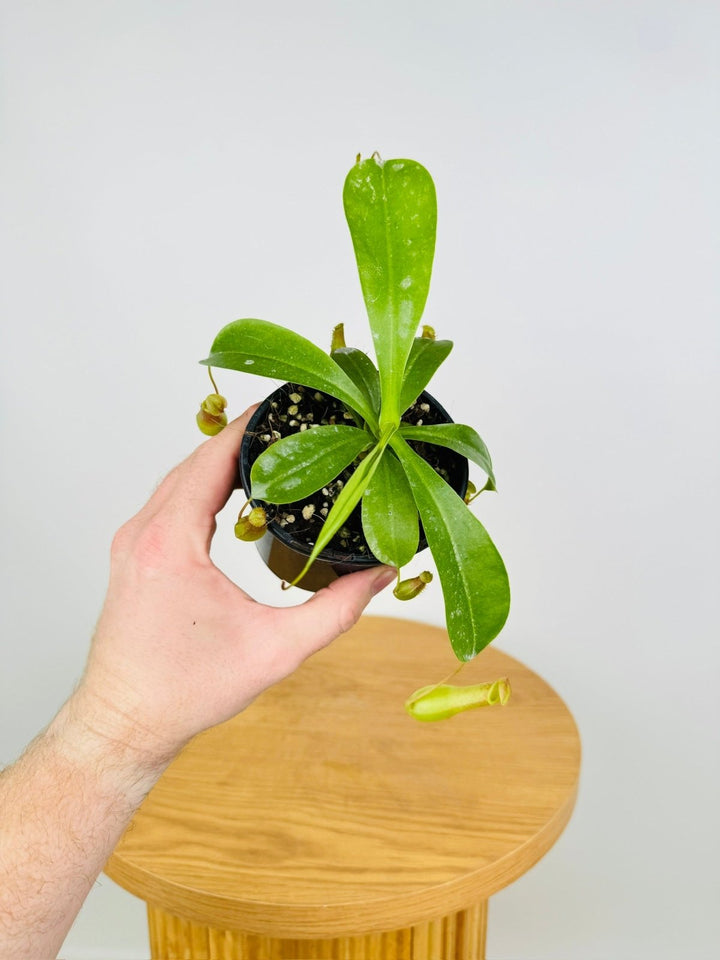 Nepenthes Alata | Uprooted