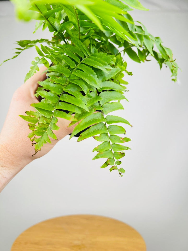 Nephrolepis Biserrata - Macho Fern | Uprooted