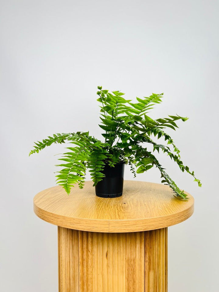 Nephrolepis Biserrata - Macho Fern | Uprooted