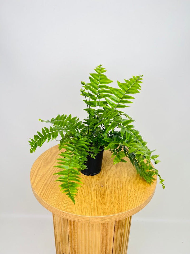 Nephrolepis Biserrata - Macho Fern | Uprooted