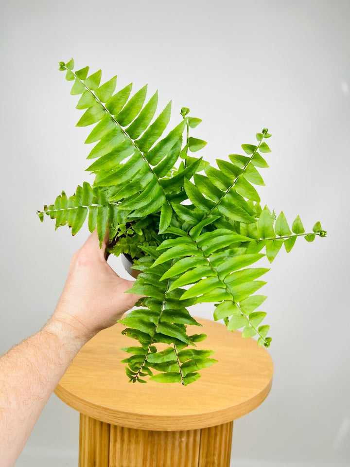 Nephrolepis Biserrata - Macho Fern | Uprooted