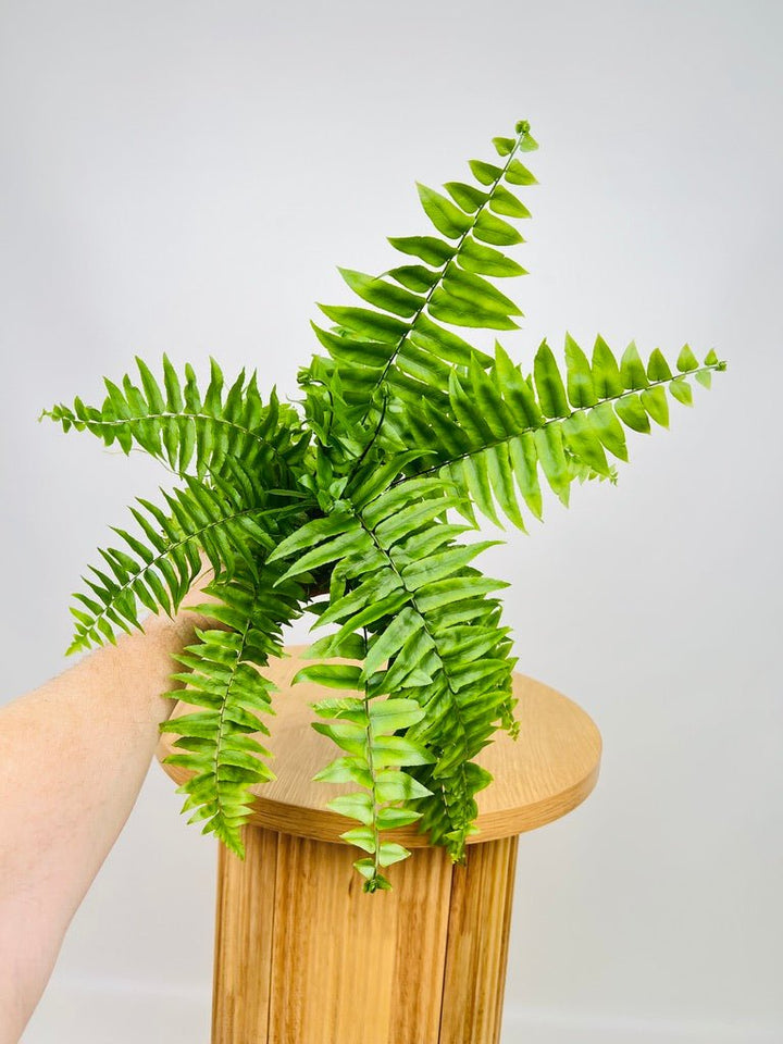 Nephrolepis Biserrata - Macho Fern | Uprooted