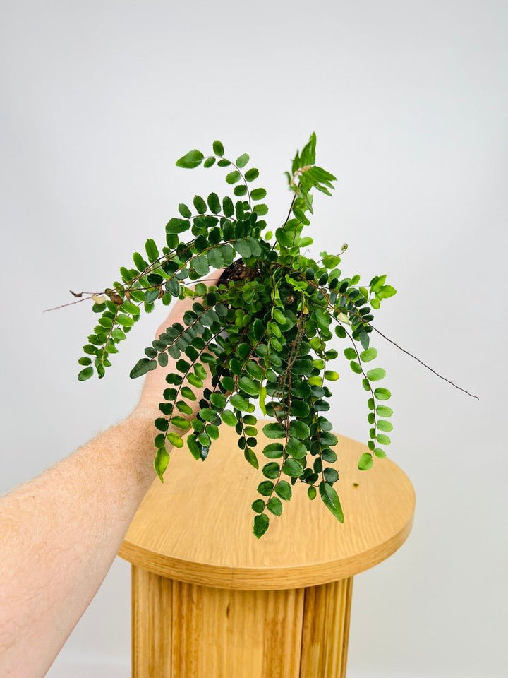 Pellaea Rotundifolia - Button Fern | Uprooted